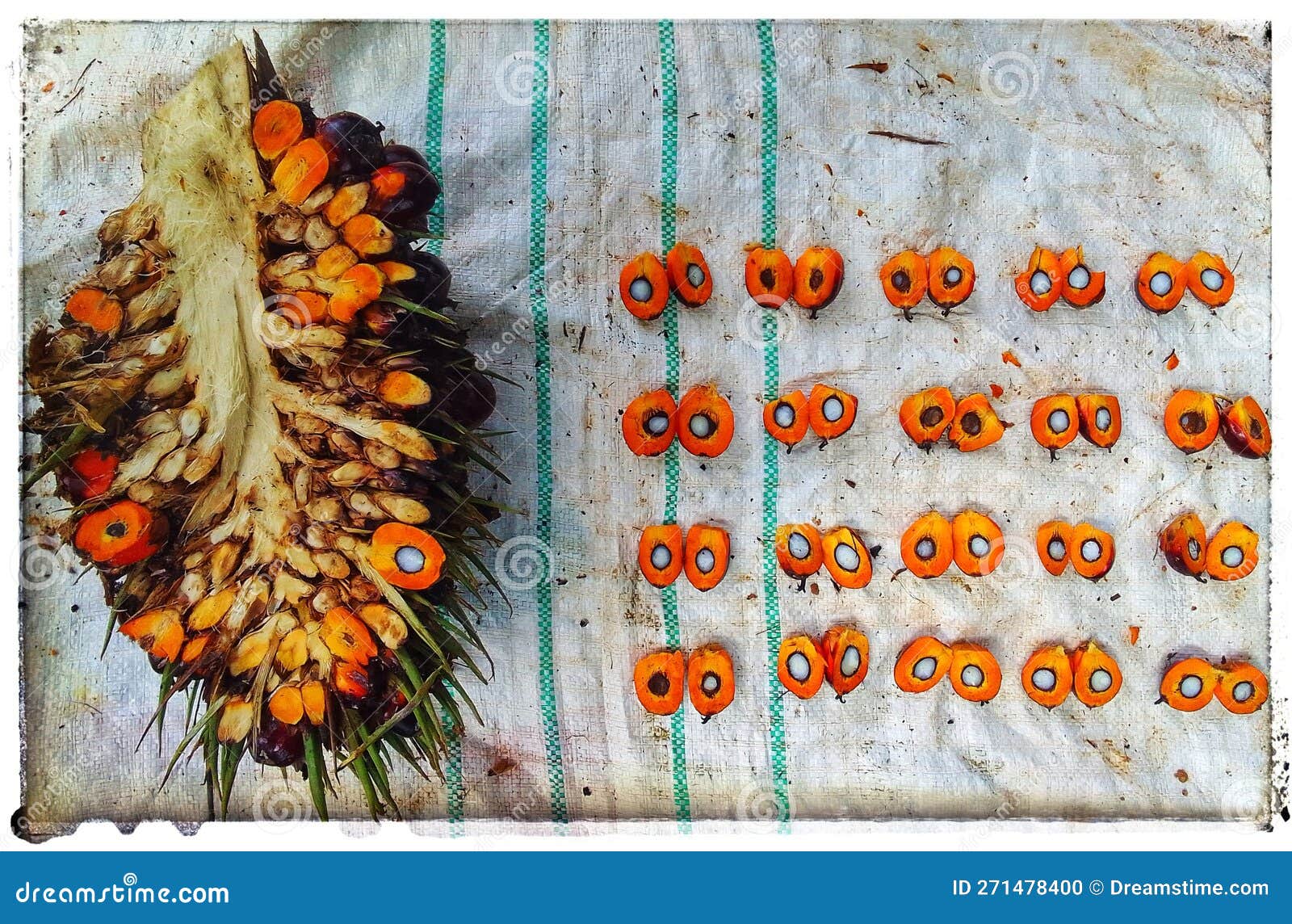 Kernel Fruit Oil Palm Fresh Bunch Stock Photo Image of fruit, fresh
