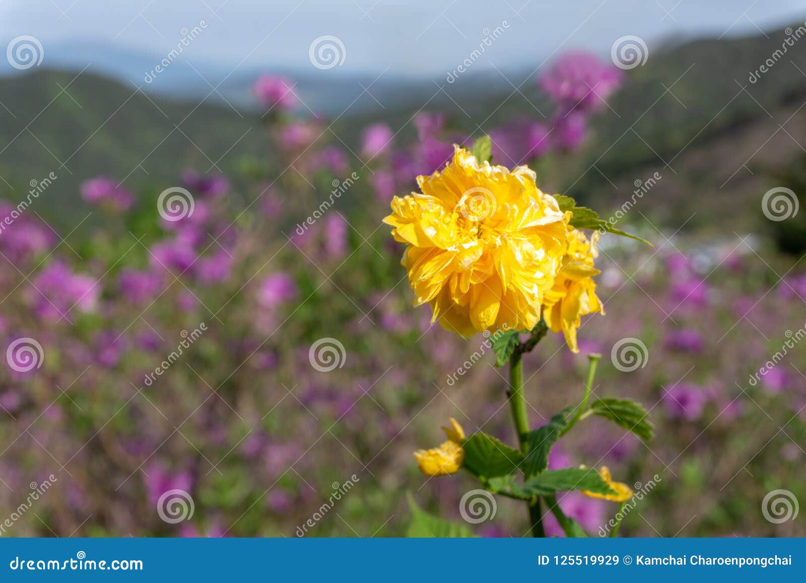 kerria japonica, the golden yellow flower blooms on the hillside in hwangmaesan country park