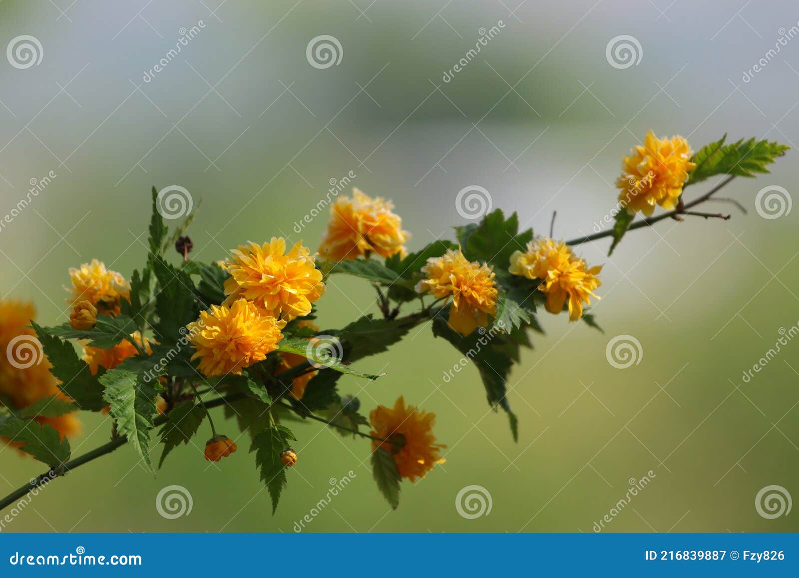 kerria japonica in spring