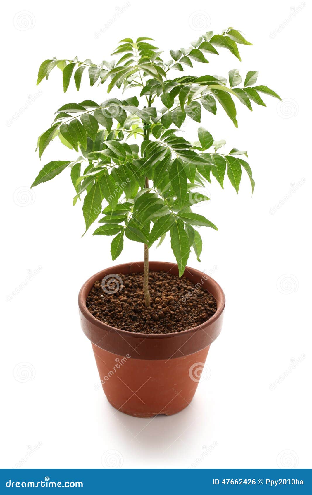 Kerrieboom, Kerrieblad Stock Foto. Image Of Bloempot - 47662426