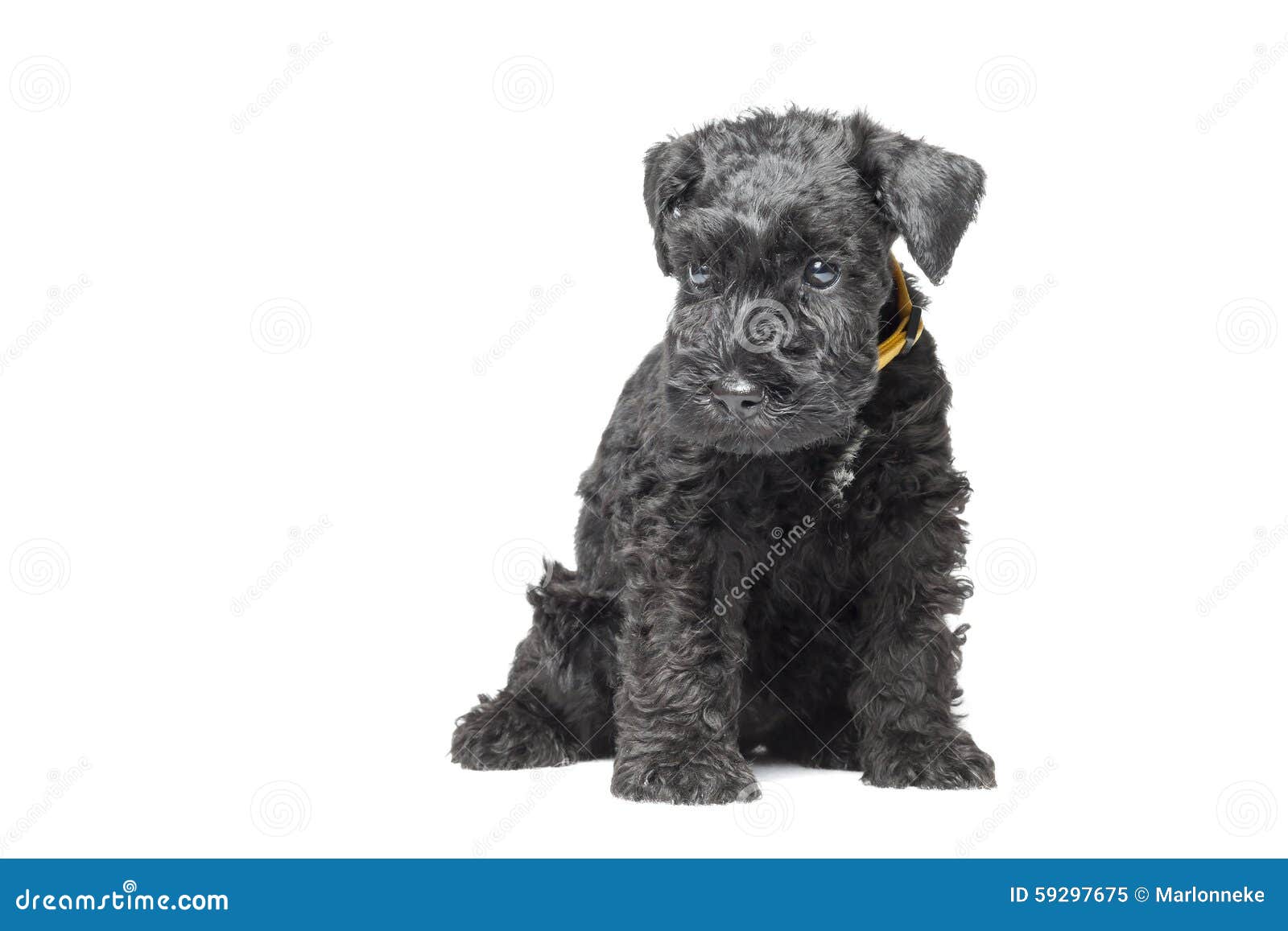 kerry blue terrier puppies