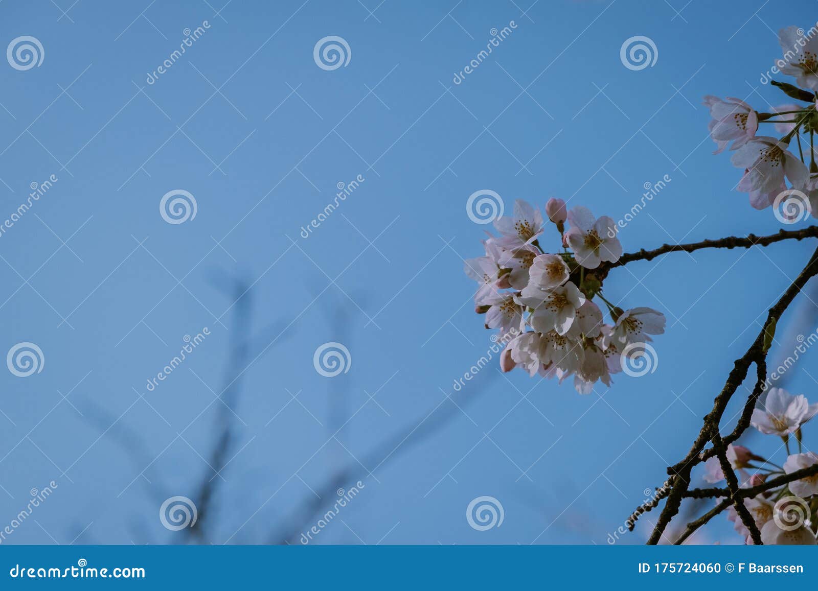 kersenbloesempark translation flower park there are 400 cherry trees in the amsterdamse bos, in the spring you can enjoy