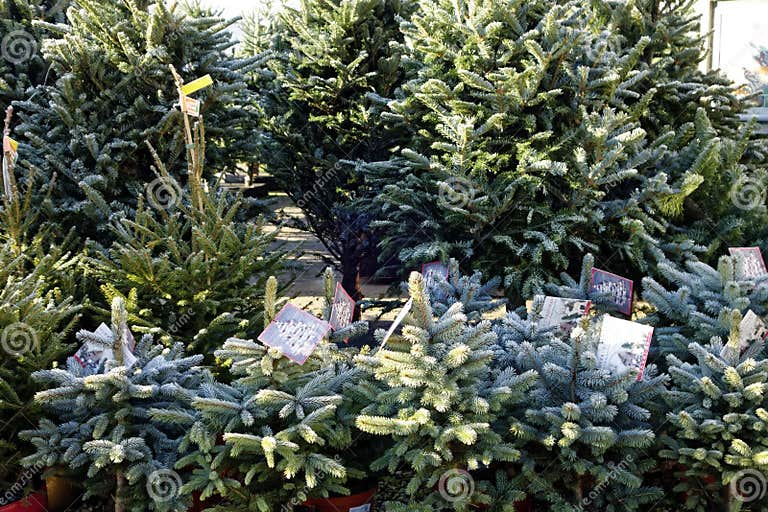Kerstbomen Te Koop in Een Tuin Redactionele Fotografie Image of voor, kinderdagverblijf 162118937