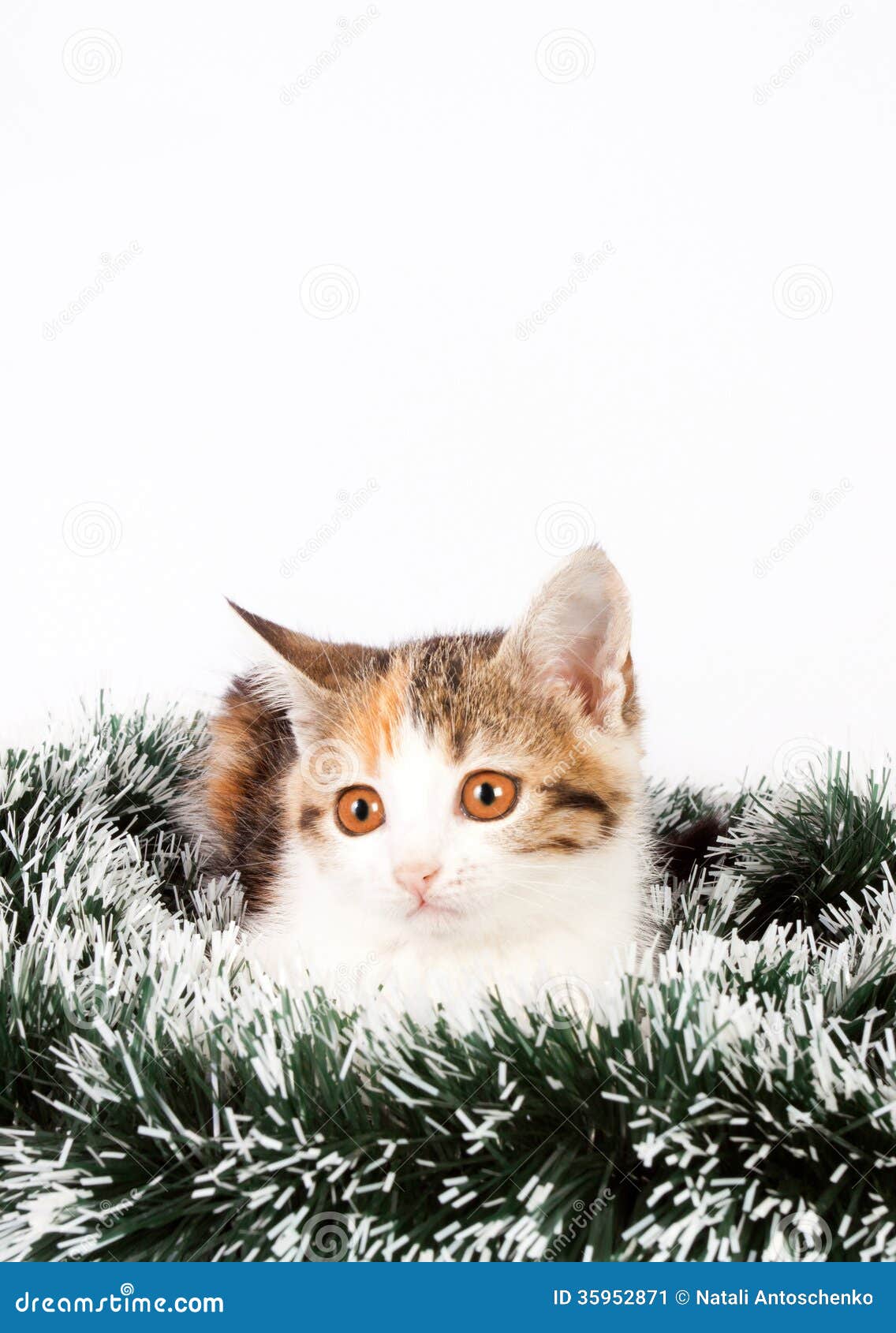 Kerstmis bevlekt katje en klatergoud. Bevlekt katje en Kerstmisdecoratieklatergoud