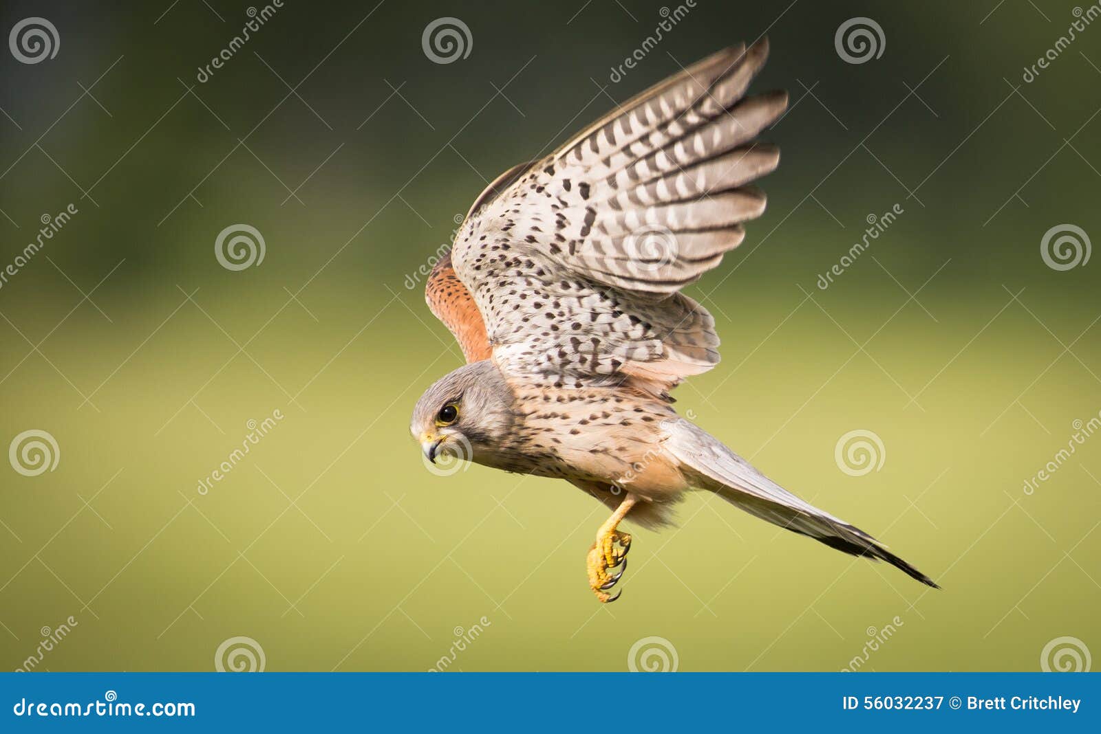 kestrel bird of prey in flight