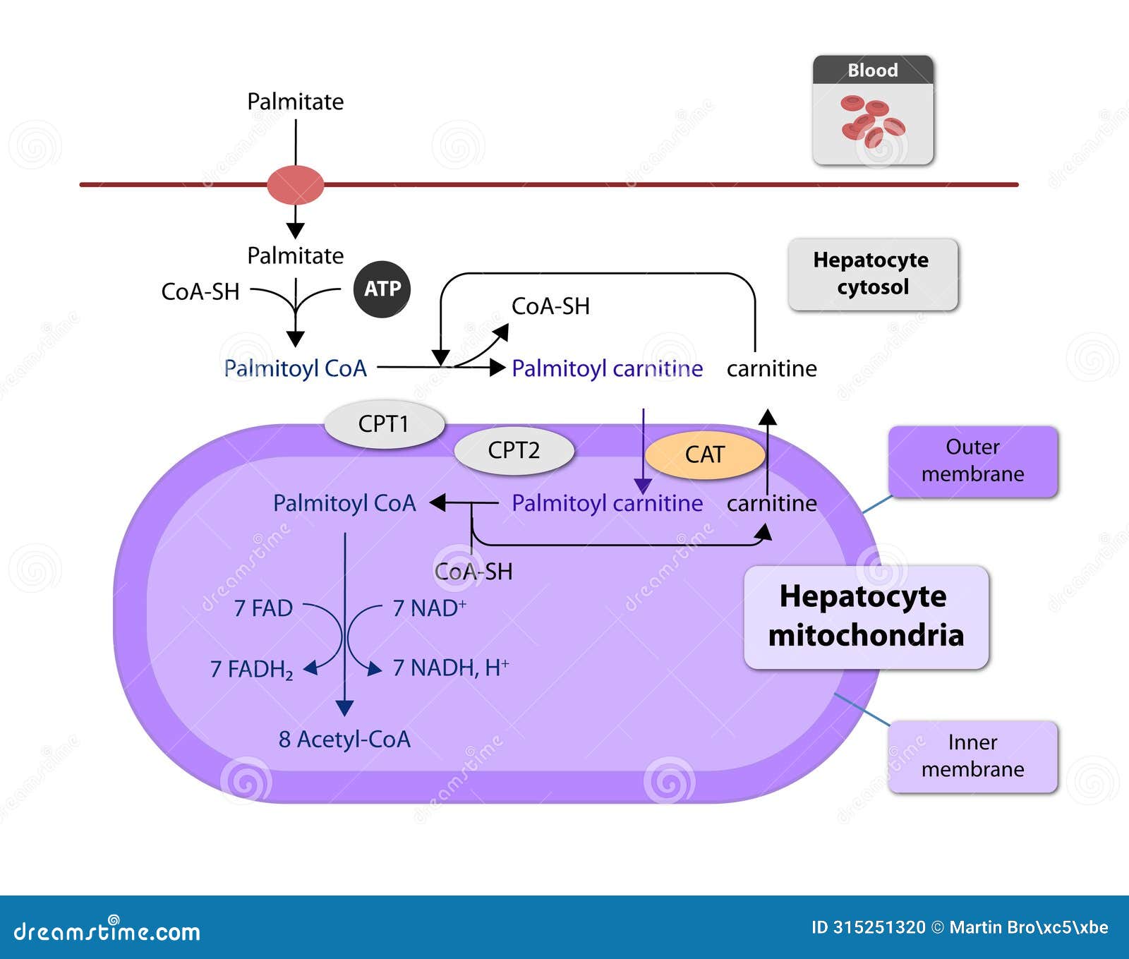 ketogenesis transforms fats and some amino acids into ketone bodies, providing an alternative fuel source, crucial during fasting