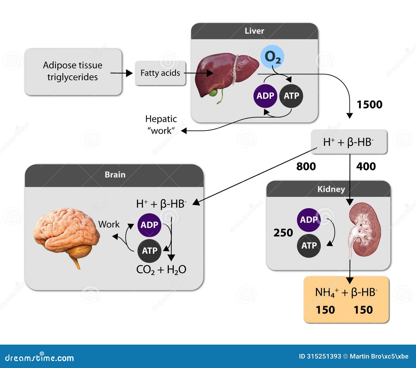 ketogenesis transforms fats and some amino acids into ketone bodies, providing an alternative fuel source, crucial during fasting