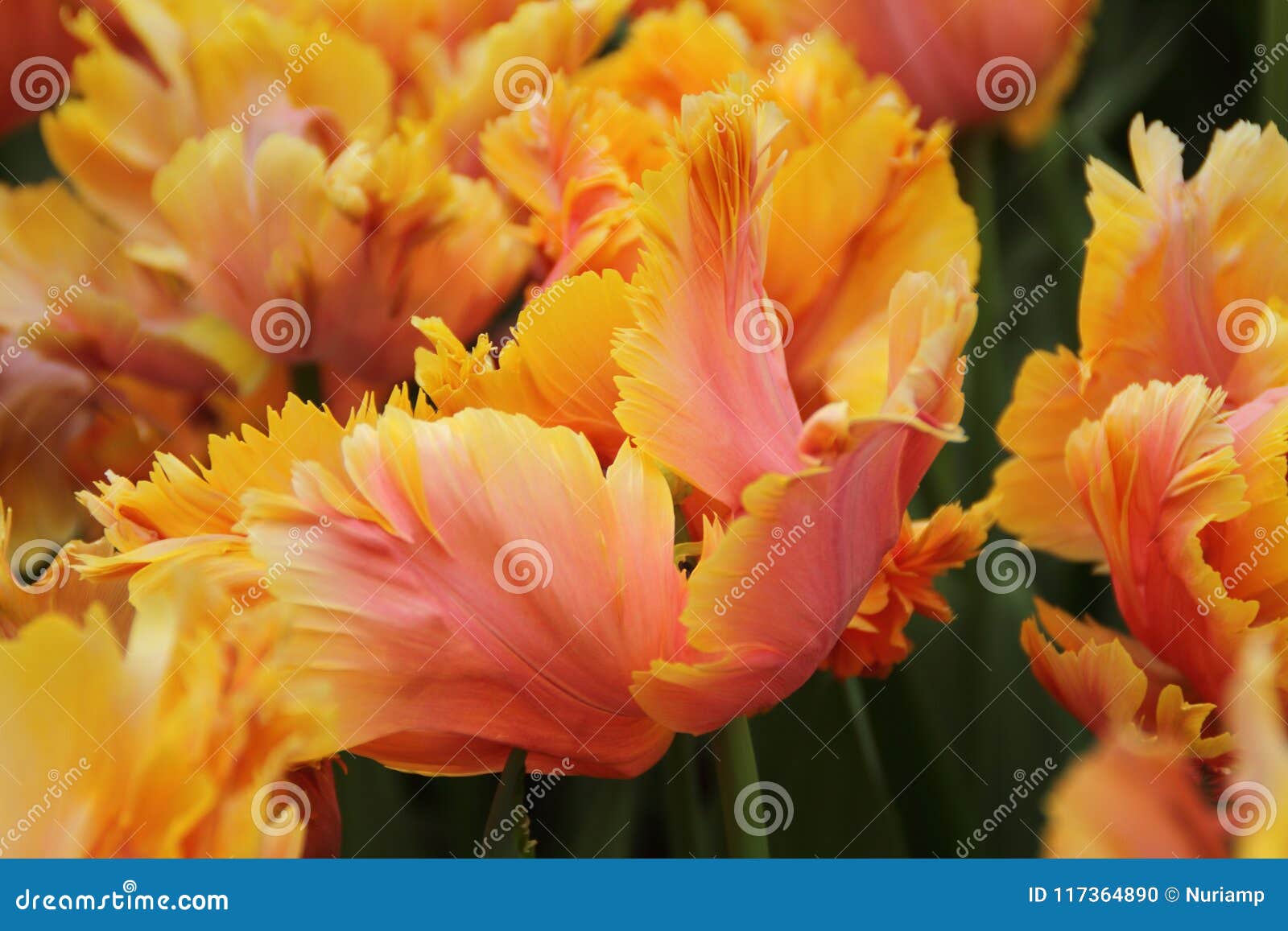 Keukenhof Gardens Tulips Macro Photo Stock Photo Image Of