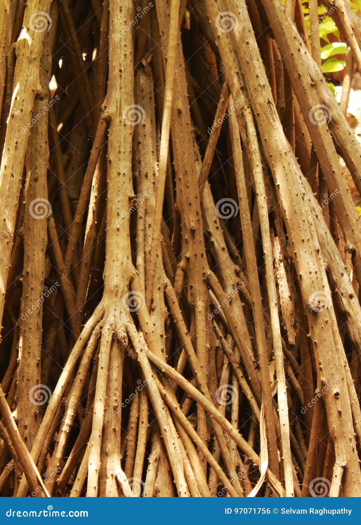 kewda plant roots