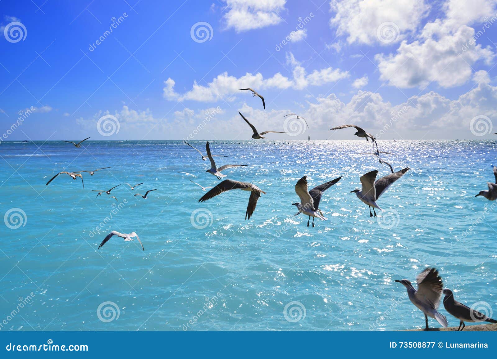 key west florida beach clearence s higgs