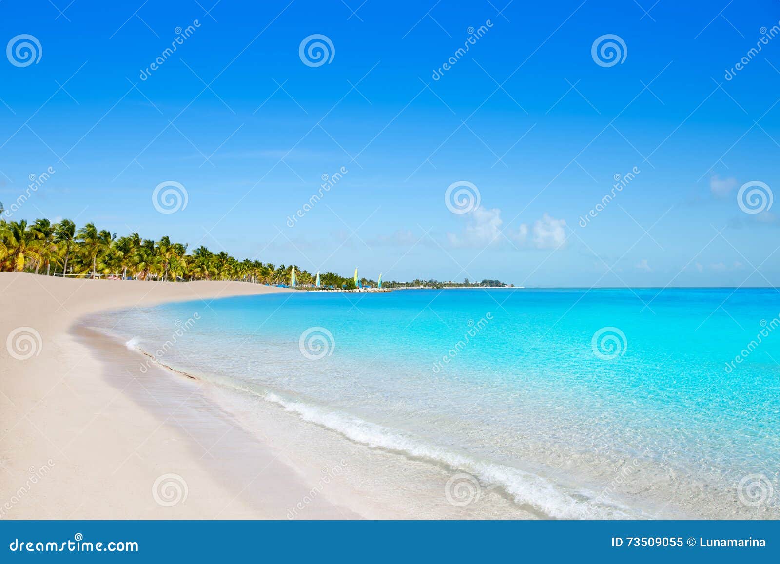 key west florida smathers beach palm trees us