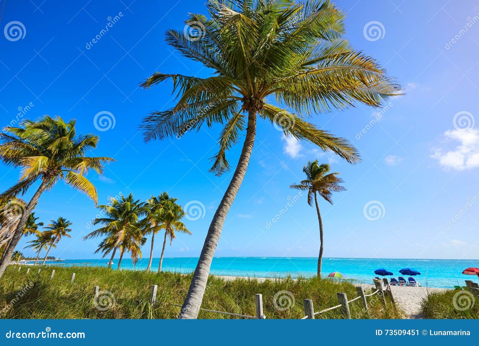 key west florida smathers beach palm trees us