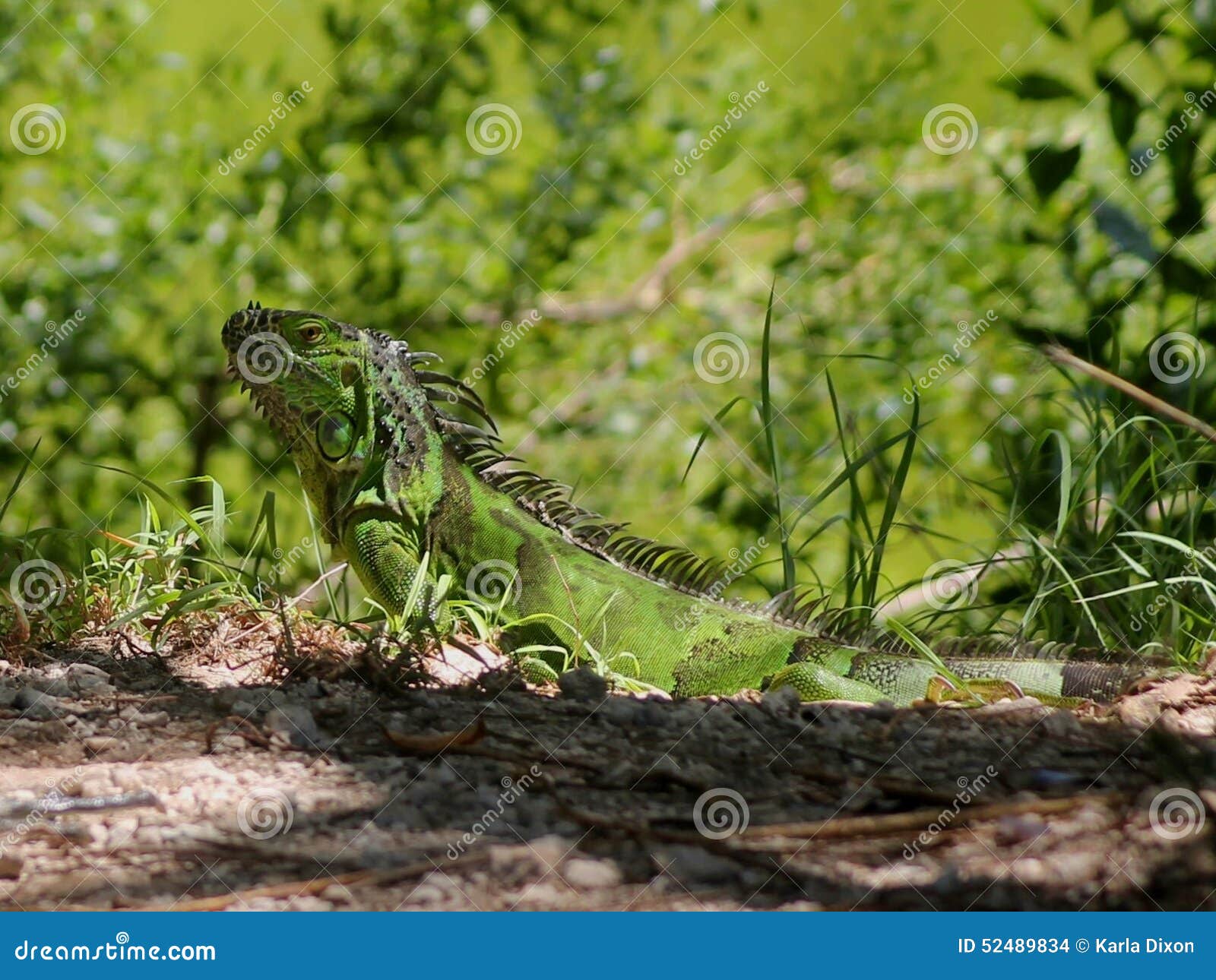 Key West Iguana (2) stock photo. Image of iquana, nature 52489834