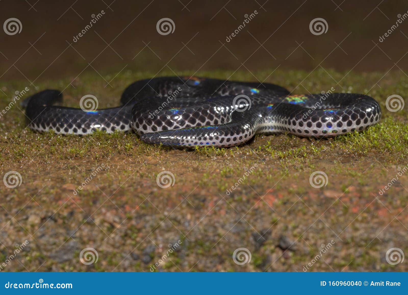 khaire`s shield tail snake or melanophidium khairei seen at amboli,maharashtra,india