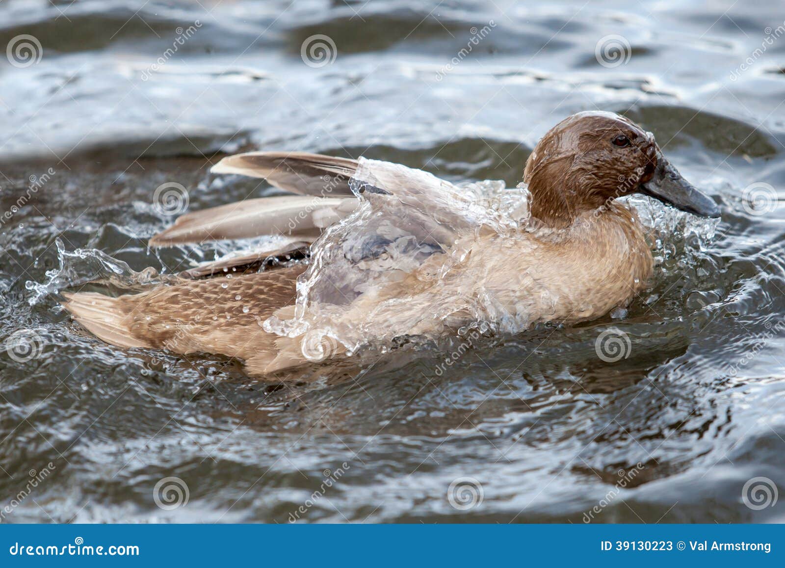 khaki campbell duck swimming