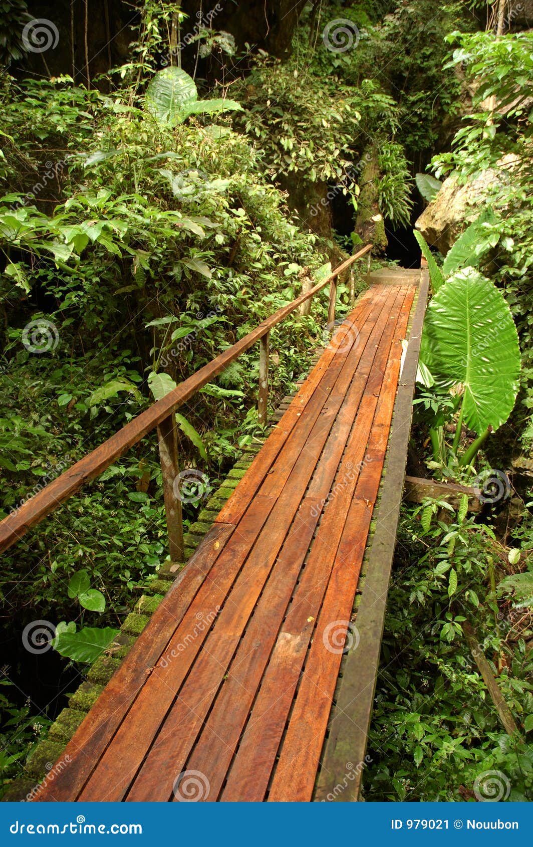 The bat flying speedy out of the cave Khao Chongpran. 12463791 Stock Photo  at Vecteezy