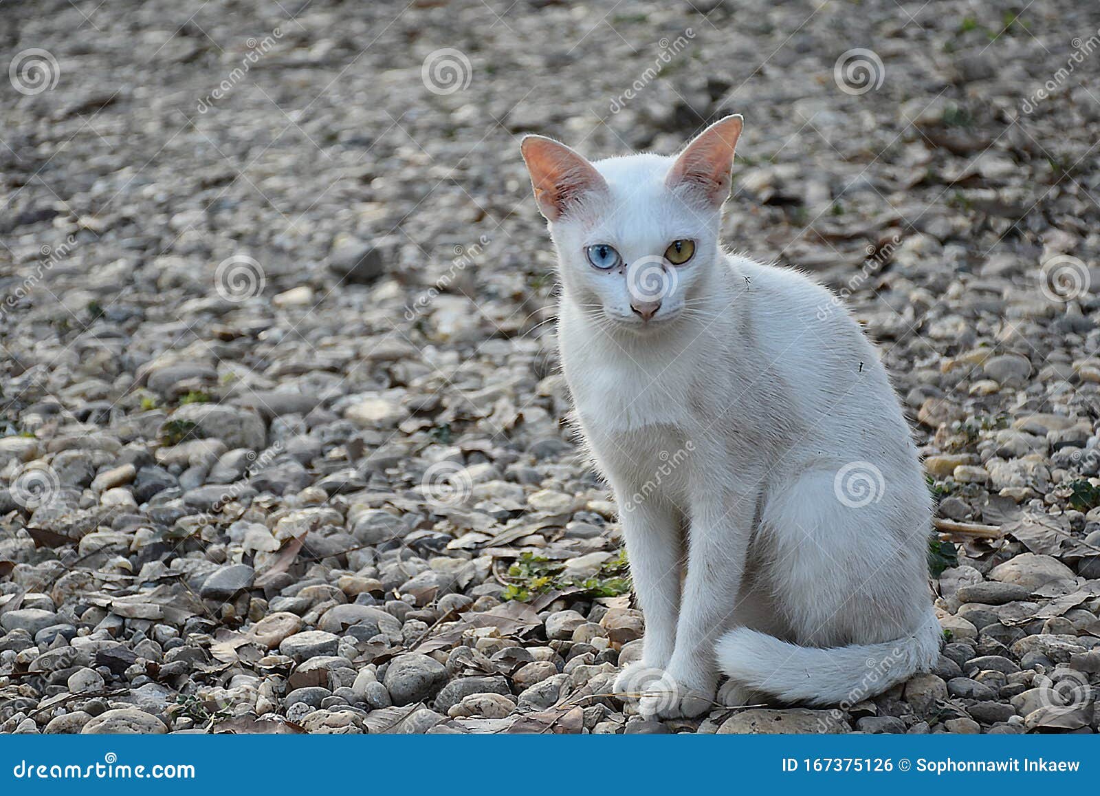Khao Manee Cat Or White Gem Cat Stock Photo Image Of Diamond Originating 167375126