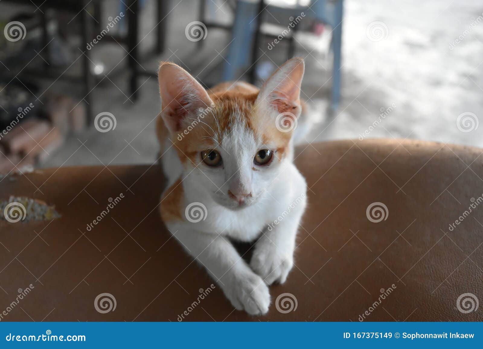 Khao Manee Cat Or White Gem Cat Stock Image Image Of Back White 167375149