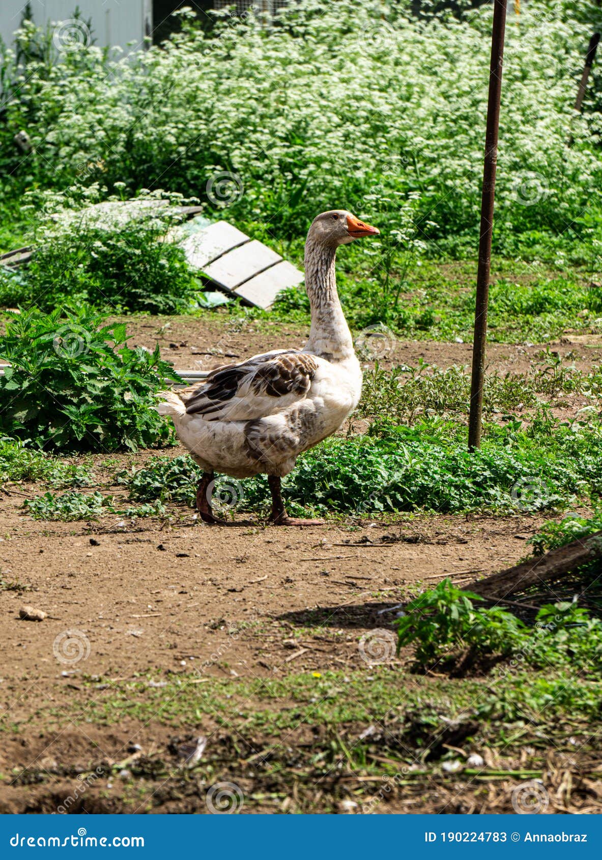 kholmogory geese - a source of quality meat, fluff, fat and feathers