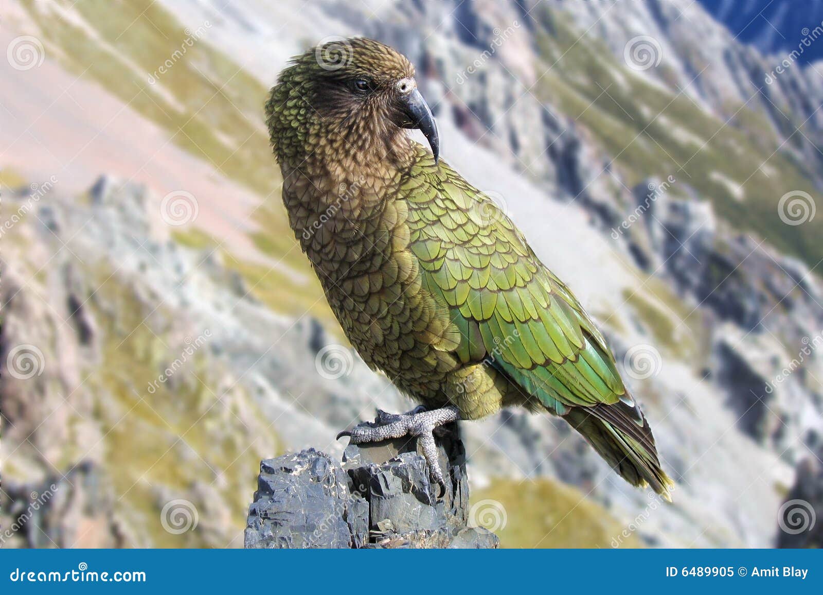 Kia (New-Zealand parrot) stock image. Image of green ...