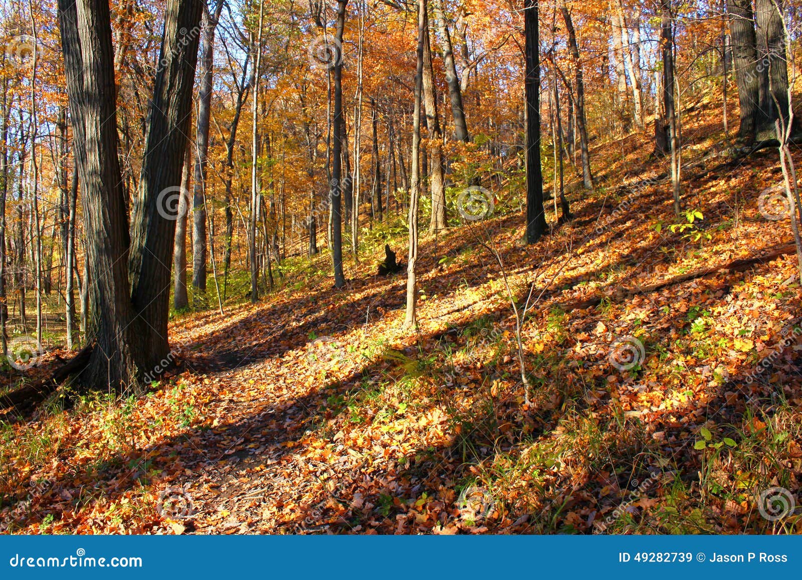 Kickapoo State Park Illinois Stock Image Image of grove, background