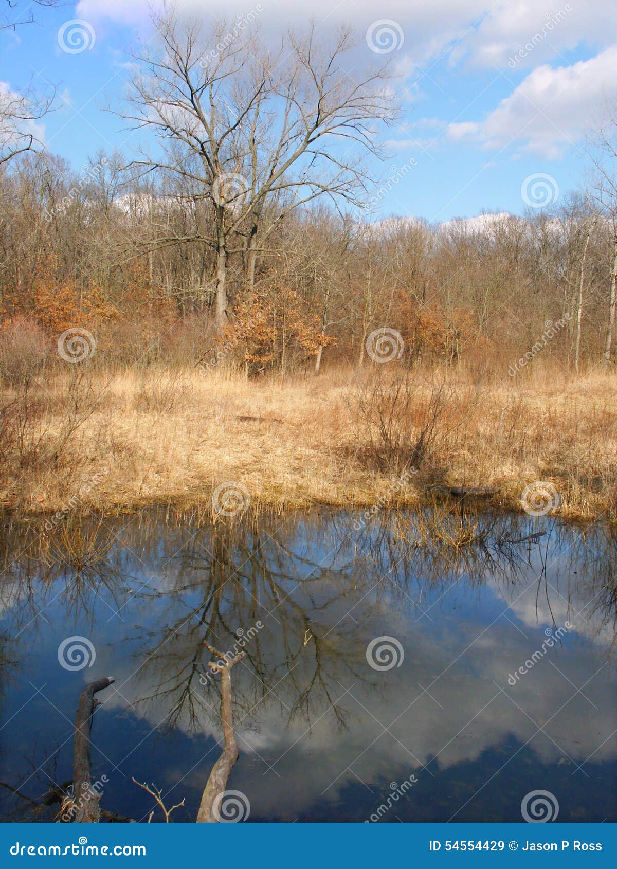 Kickapoo State Park Illinois Stock Image Image of environment, park