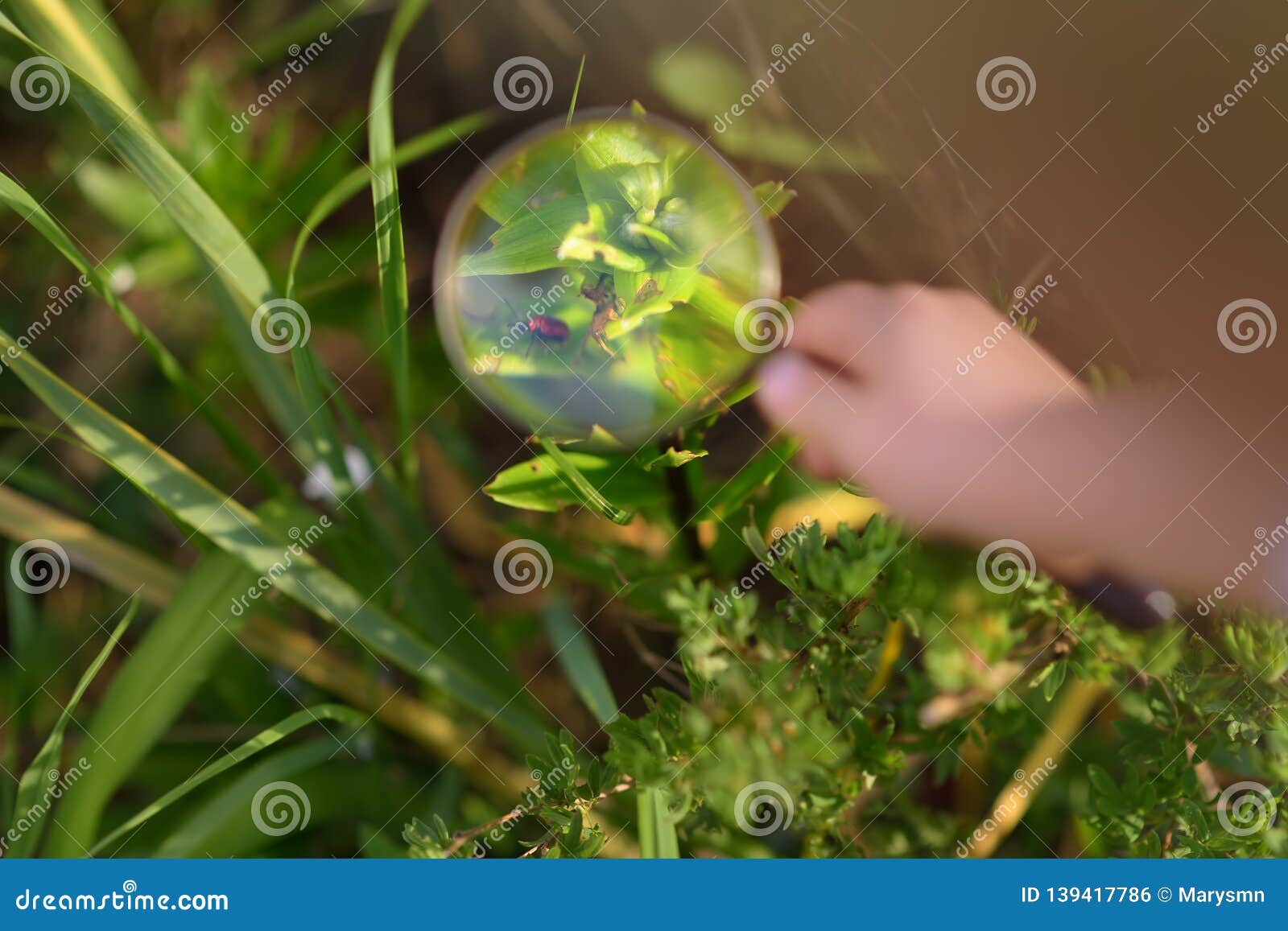 kid exploring nature with magnifying glass. little boy looking at beetle with magnifier. close up
