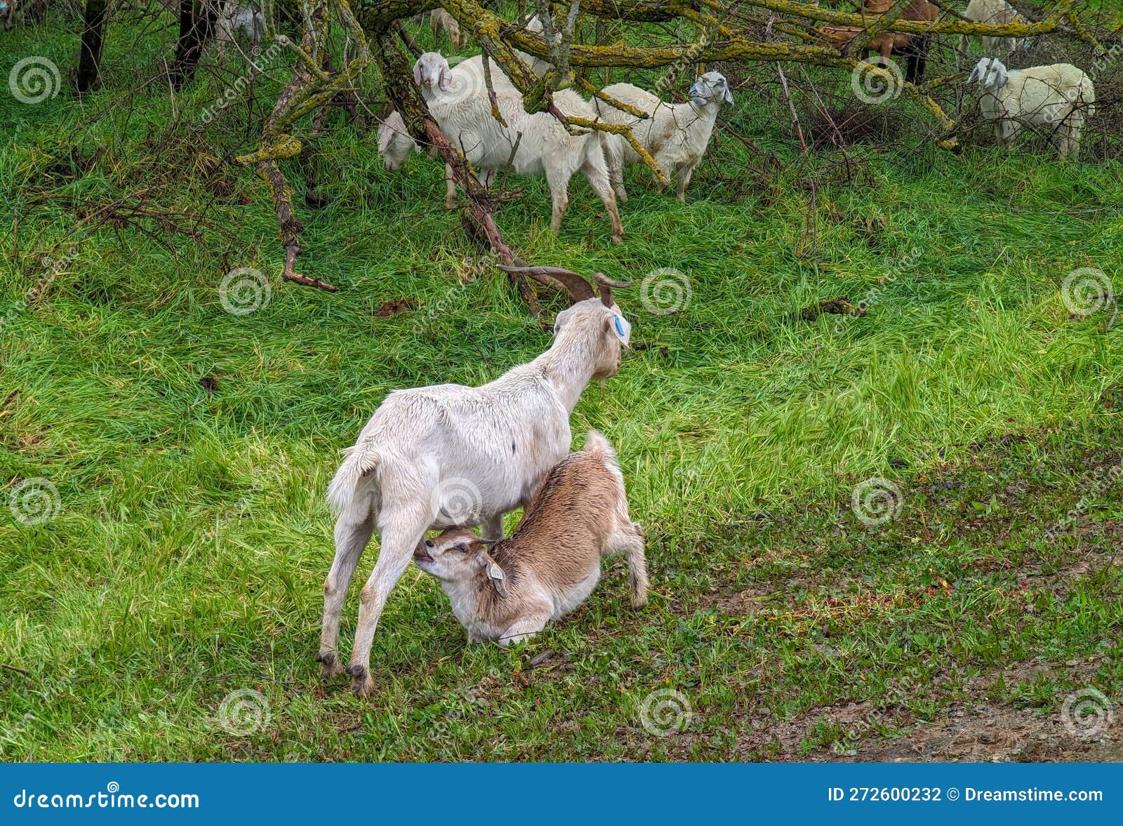 Kid Goat Nursing from Mother in Field Stock Photo Image of carnivore