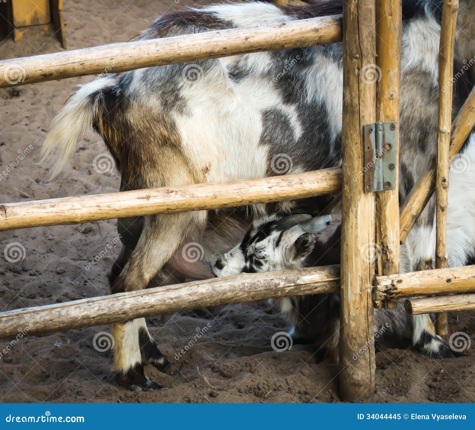 Kid goat sucks milk stock image. Image of milk, white 34044445