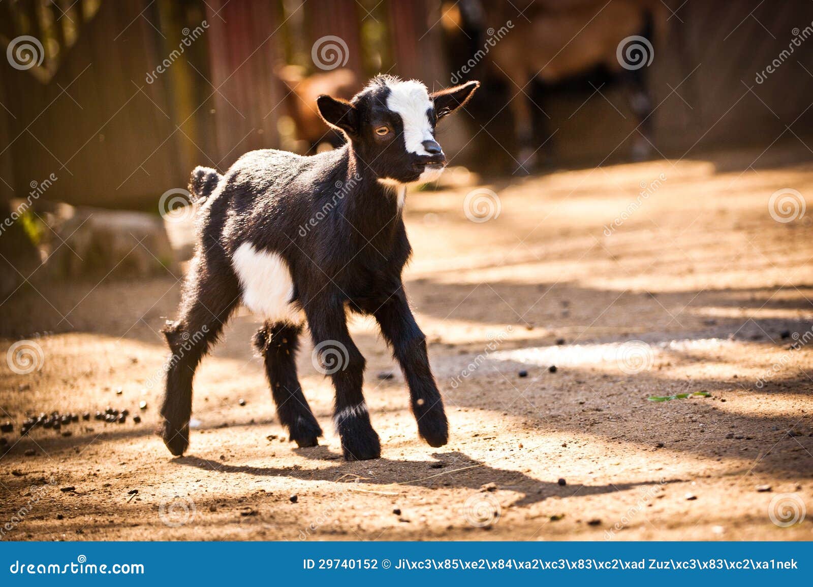 Kid goats stock photo. Image of cloud, looking, livestock 29740152