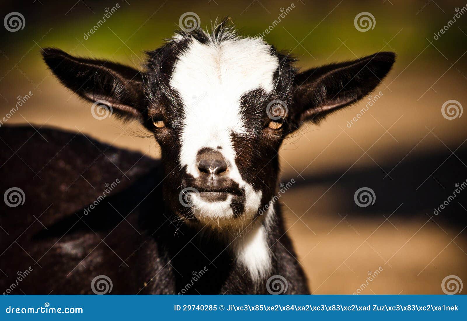 Kid goats stock image. Image of colorful, beauty, farm 29740285