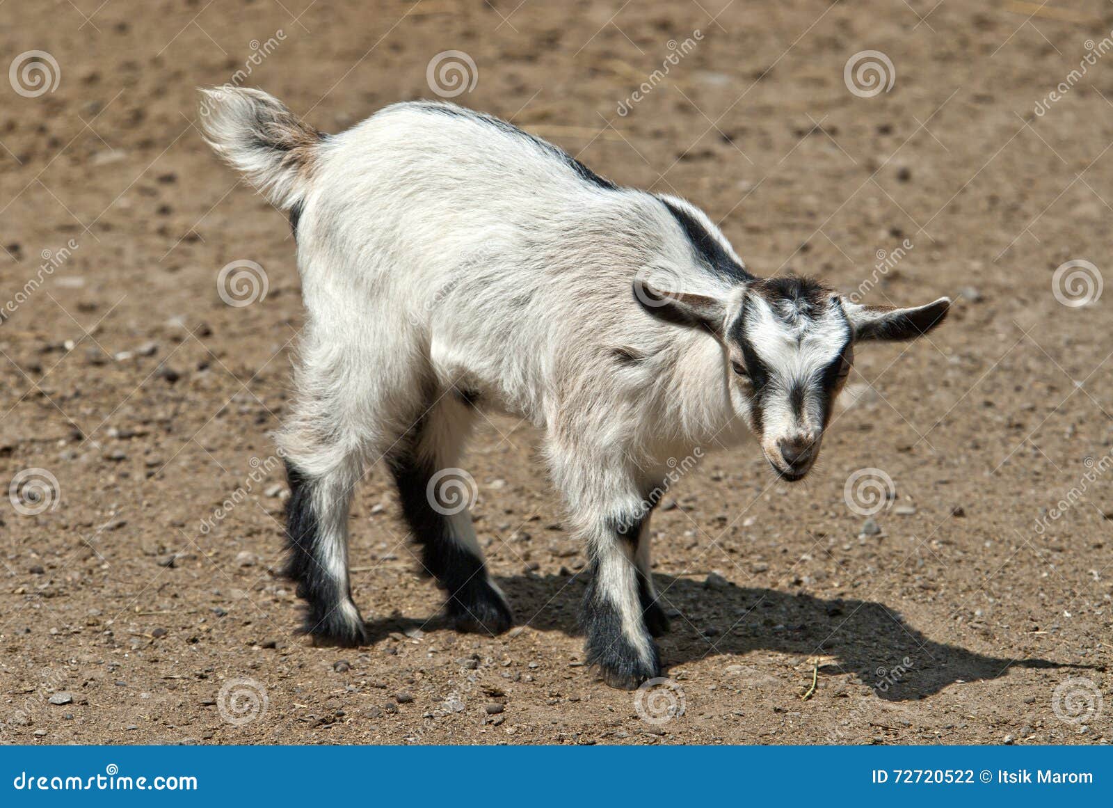 Kid, Young goat stock photo. Image of domestic, white 72720522