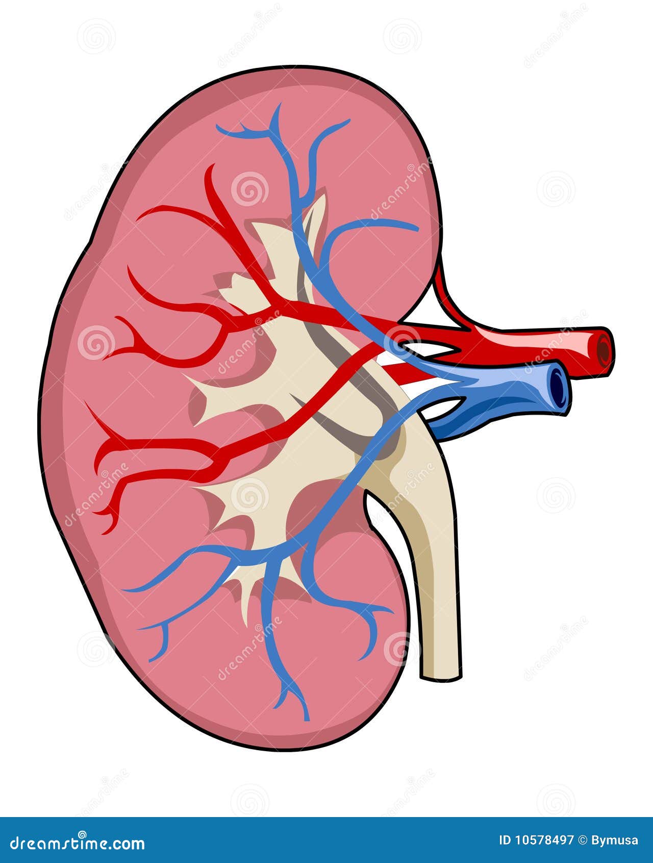 Kidney stock illustration. Illustration of internal, cartoon 10578497