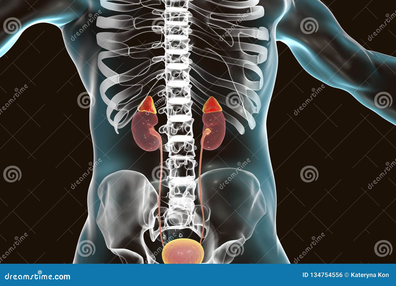 Are The Kidneys Located Inside Of The Rib Cage What Pain In Your Rib