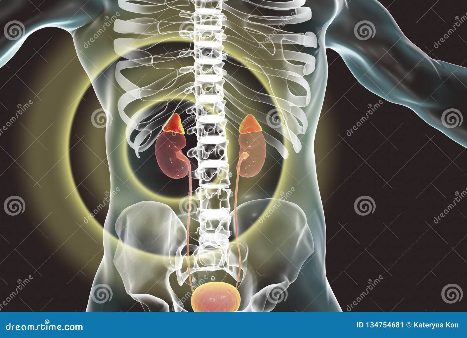 Kidney And Adrenal Glands Highlighted Inside Human Body Stock