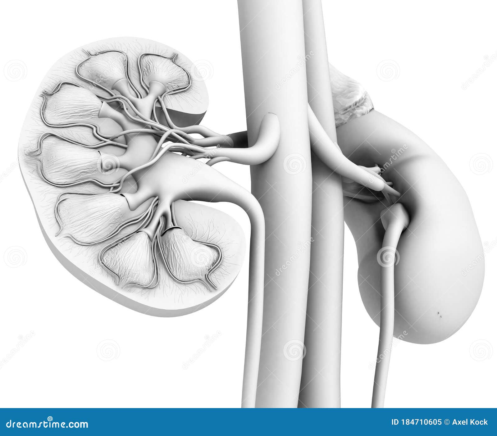 kidney anatomy, cross-section, white background, medically 3d 