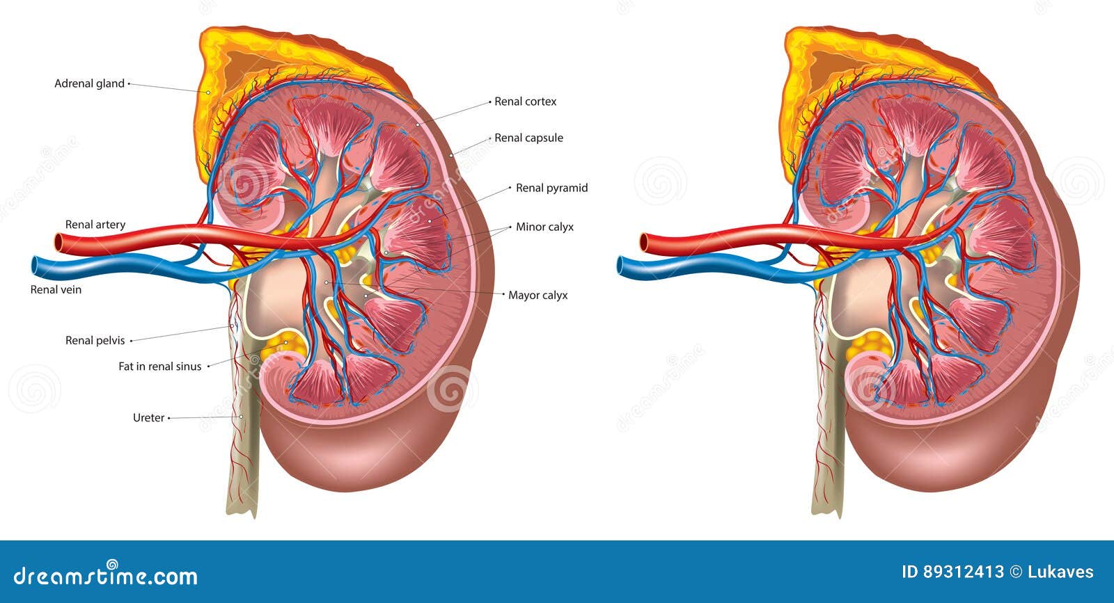 Kidney Structure Diagram | Quizlet