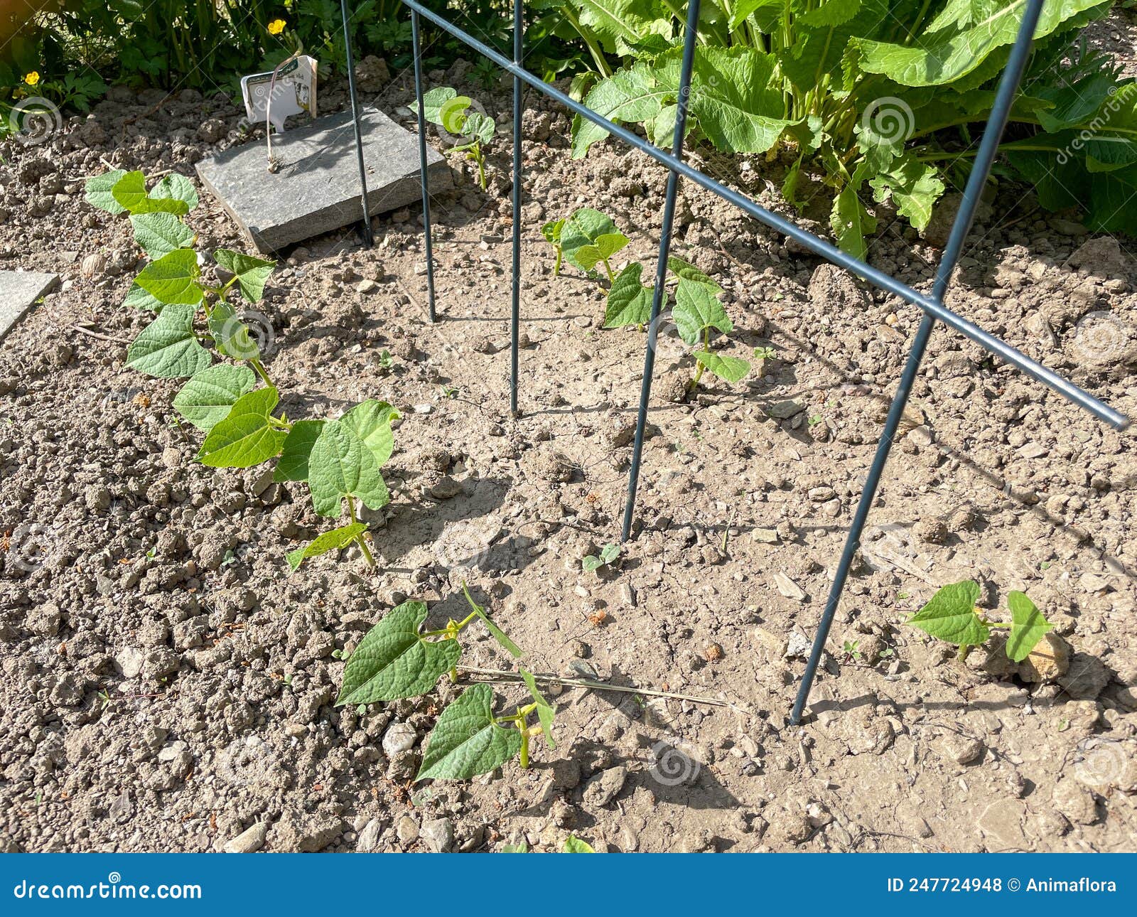 Kidney Bean in a Bed in the Garden Stock Photo Image of seedling