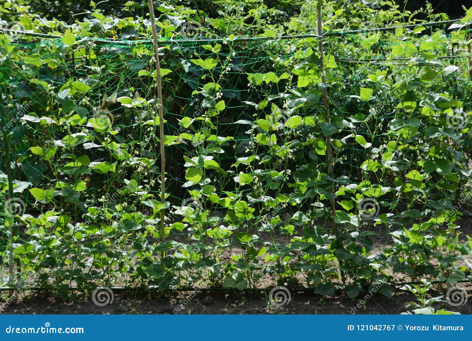 Kidney bean cultivation stock image. Image of beans 121042767