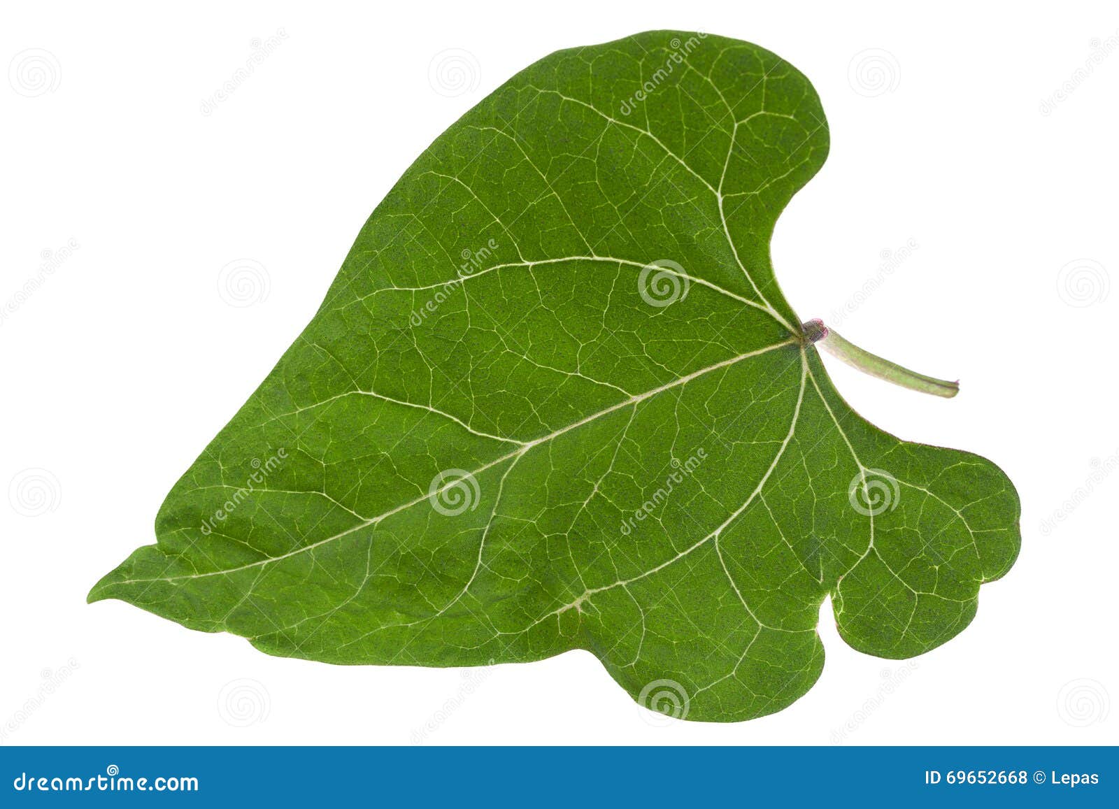 Kidney bean leaf on white stock photo. Image of leave 69652668