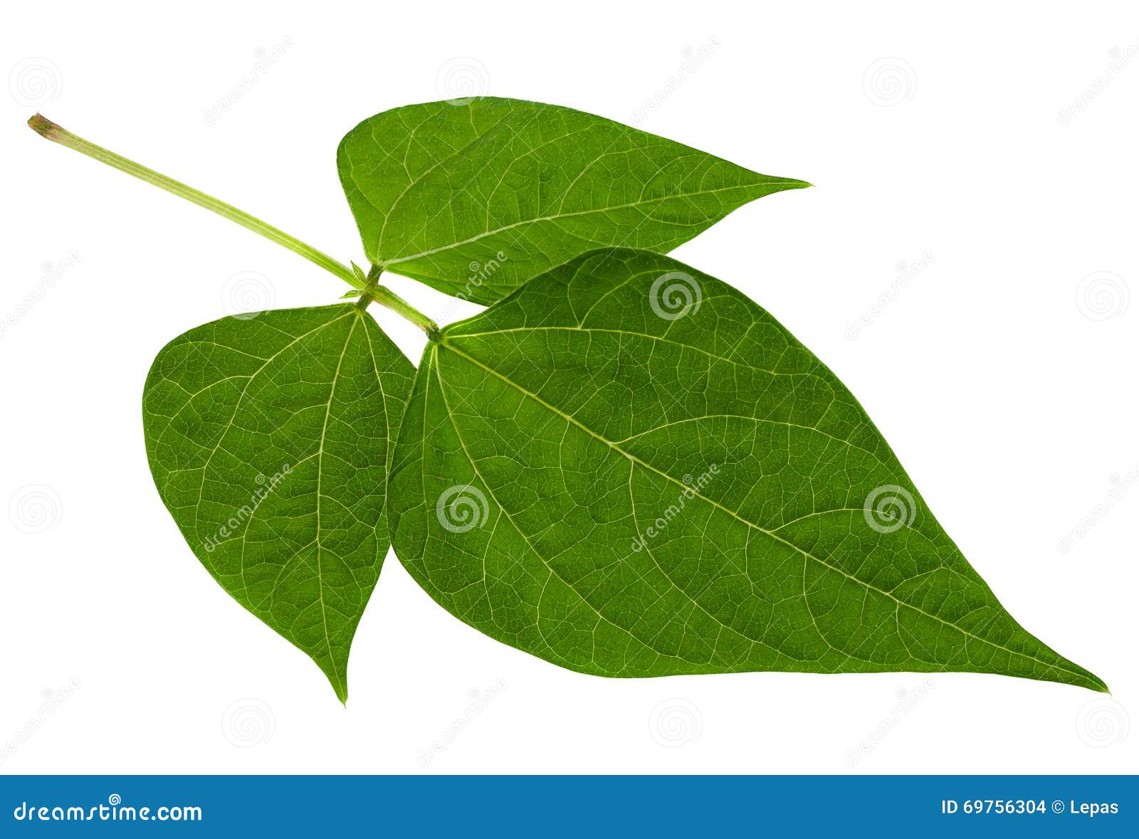 Kidney bean leaf on white stock photo. Image of green 69756304