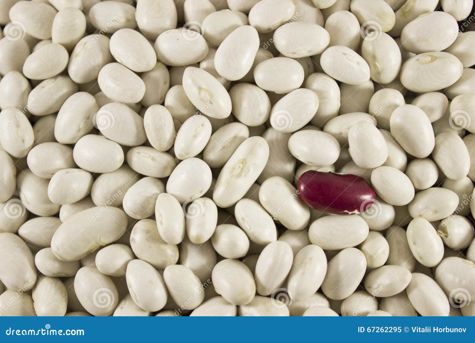 Kidney bean , legume stock image. Image of natural, pattern 67262295