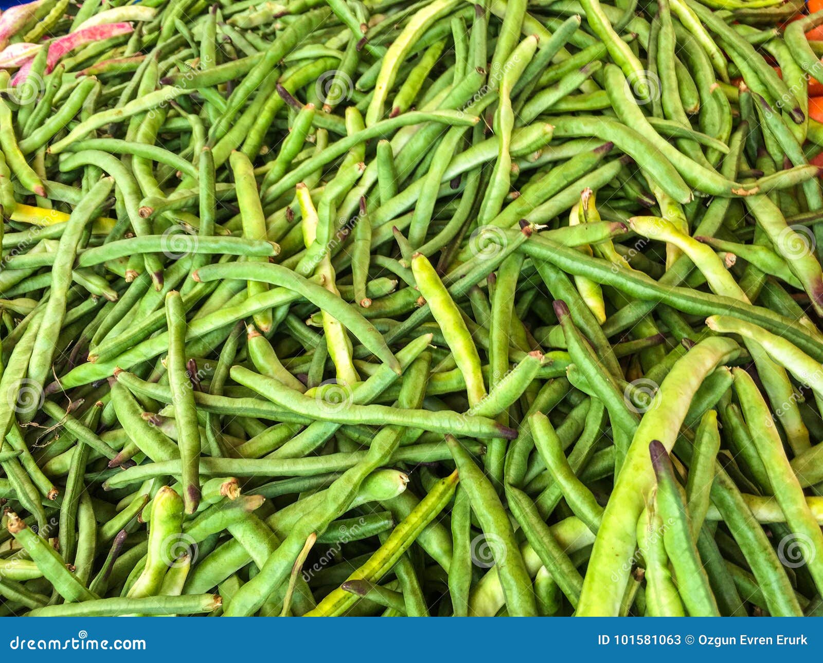 Kidney bean plant stock image. Image of delicious, natural 101581063