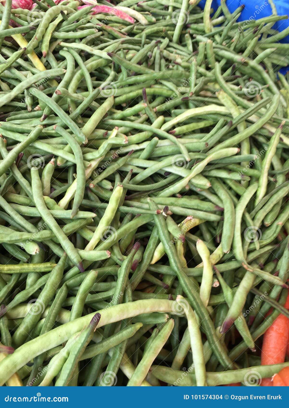 Kidney bean plant stock photo. Image of agriculture 101574304