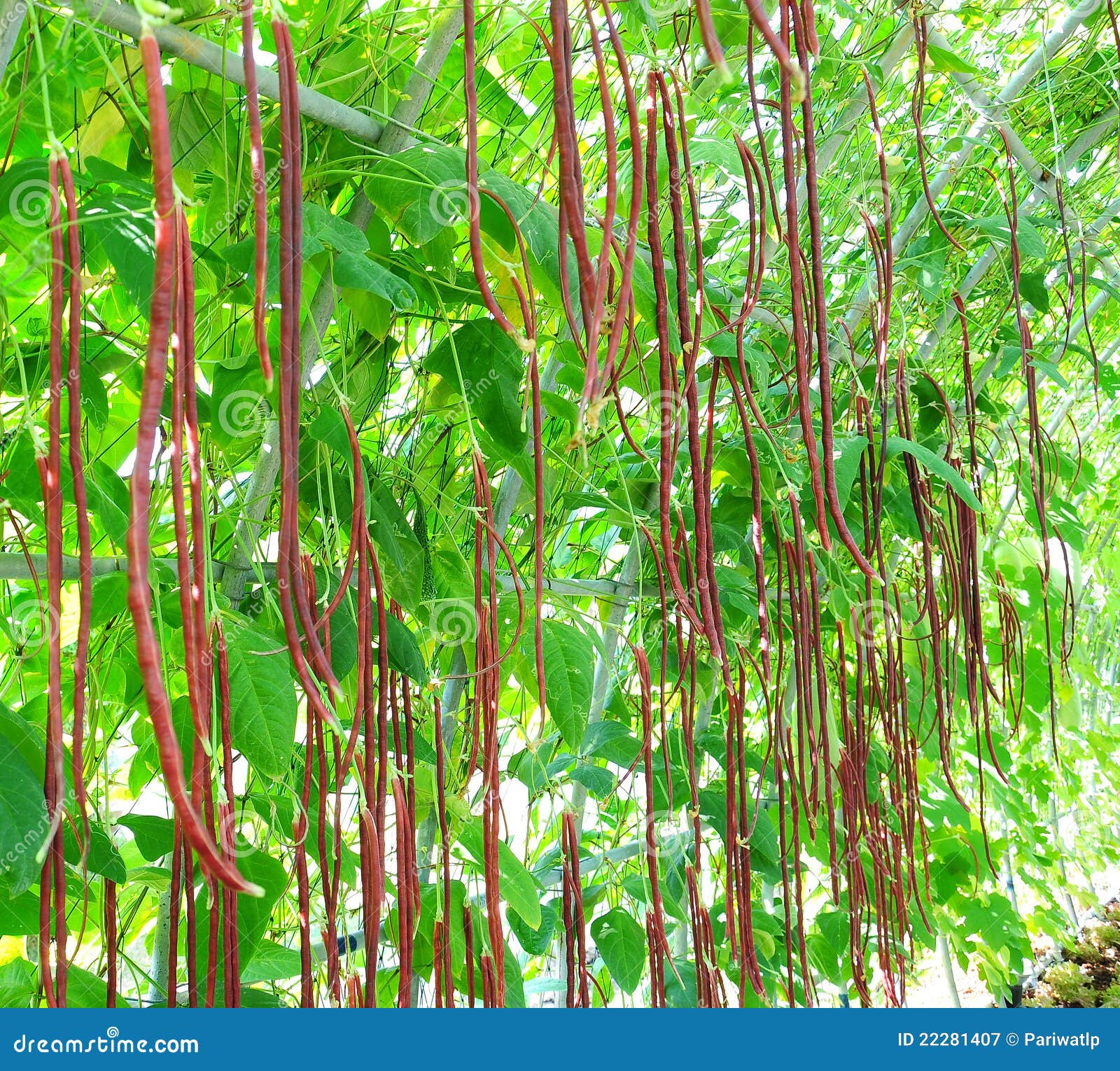 Kidney beans stock image. Image of garden, delicious 22281407