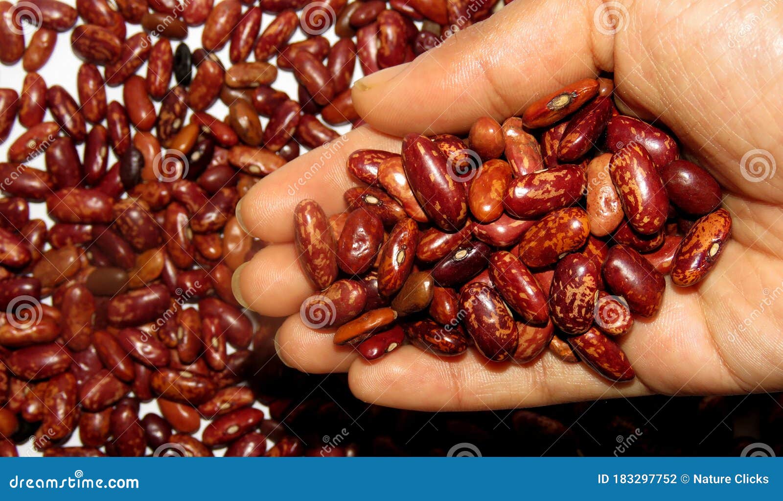 Kidney Beans in a Hand,Kidney Beans Dropping from Hand on White
