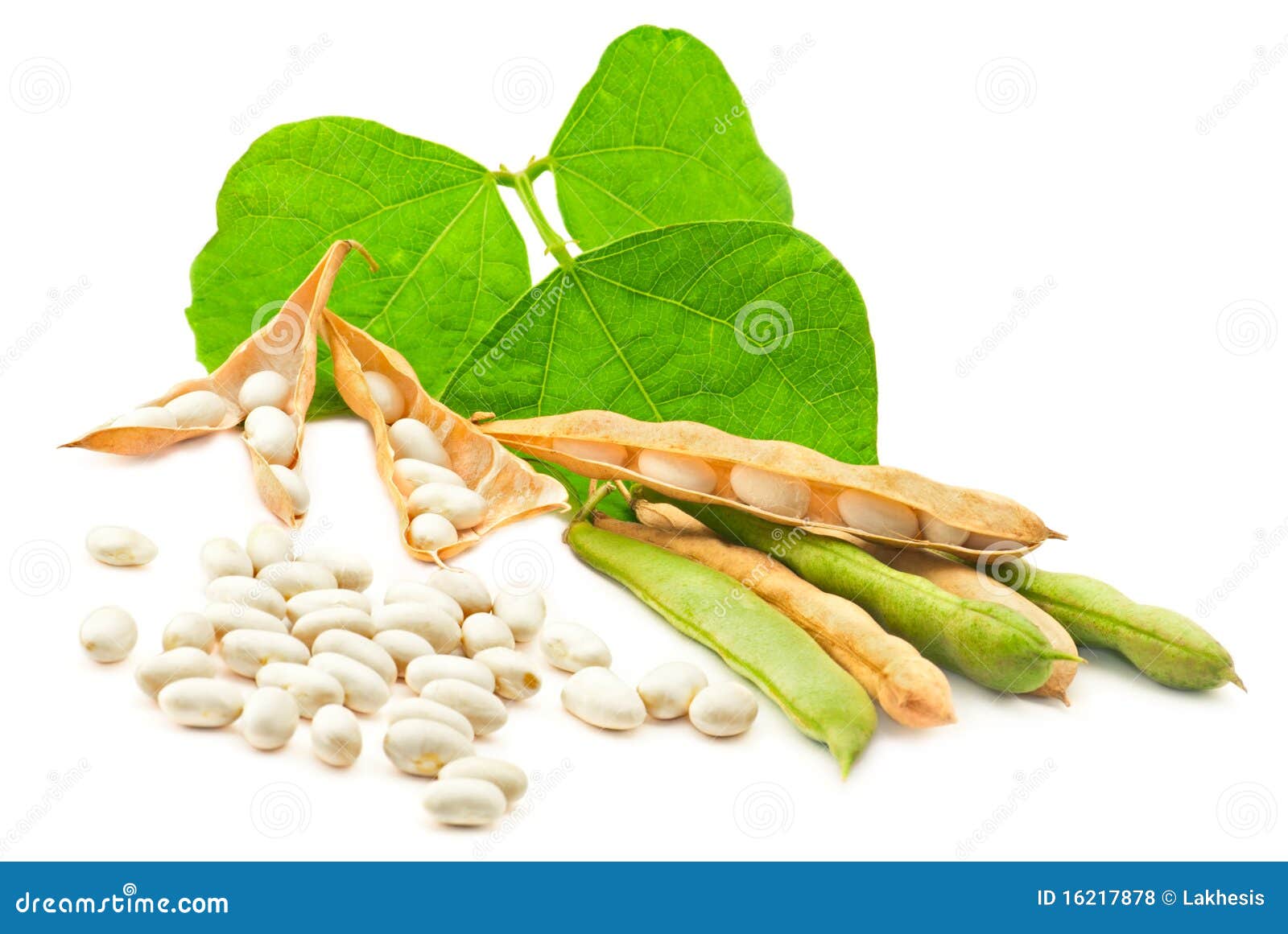 Kidney beans with leaves stock photo. Image of fresh 16217878
