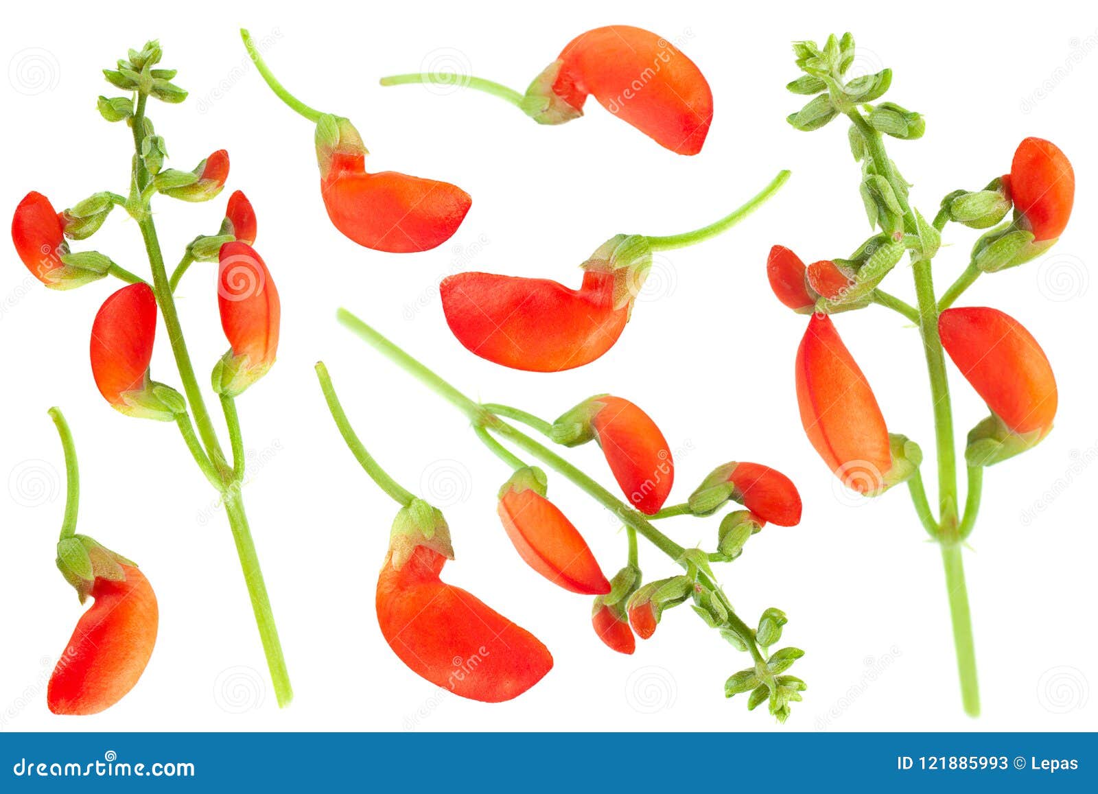 Kidney beans red flower stock image. Image of bean, flowers 121885993