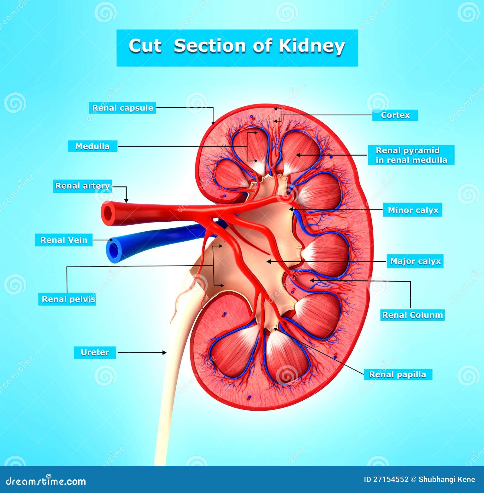 Kidney Cross Section Stock Photography - Image: 27154552