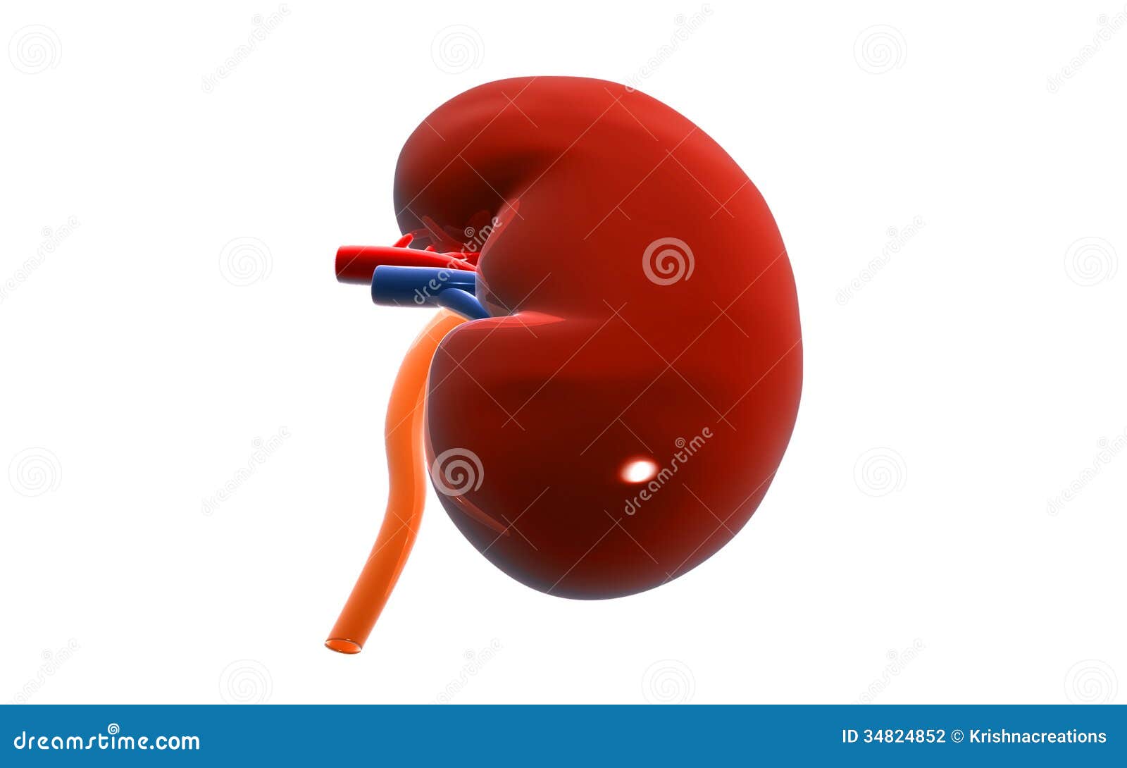 Kidney stock illustration. Illustration of organ, technology - 34824852